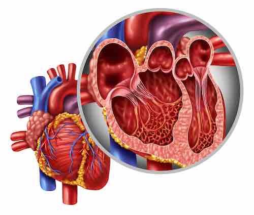 Heart Anatomy Concept